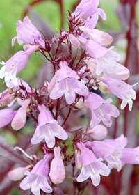 Penstemon digitalis 'Pocahontas'